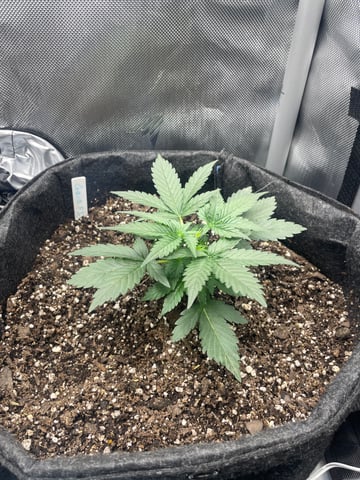Kango Grow  — grow_setup, day 2