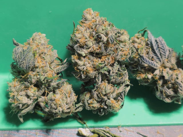 Dirty Bird - Thousand Island Fem & Platinum Kush Breath Remix x Grape Cakehead Fem Photo  — harvest, day 133