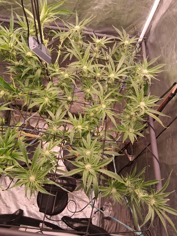Blueberry OG Kush — flower, day 9