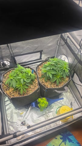 Original 1990 genetics  — vegetative, day 48