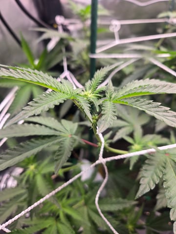 Looking for advice! — flower, day 59