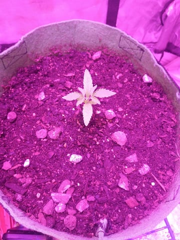 First autos  — seedling_rooting, day 12