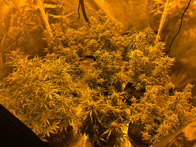 2nd Autoflower Indoor Grow — flower, day 66