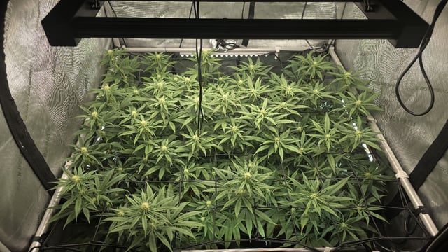 Strawberry Sugar  — flower, day 81