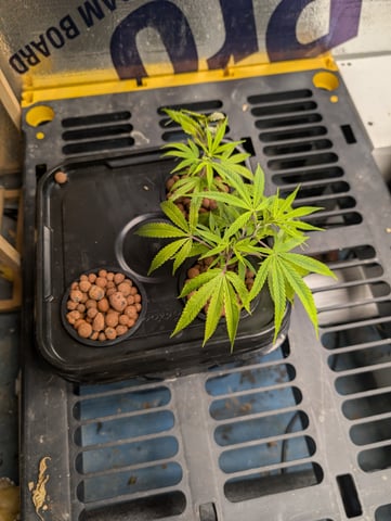 Black African Magic — flower, day 75