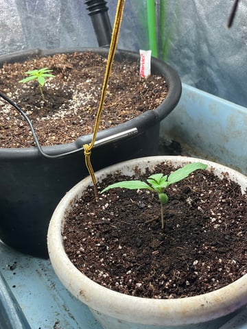 Lavender and Anesthesia Auto — vegetative, day 22