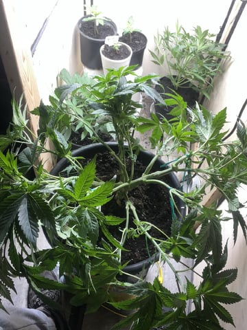 white 🕷️  — vegetative, day 54