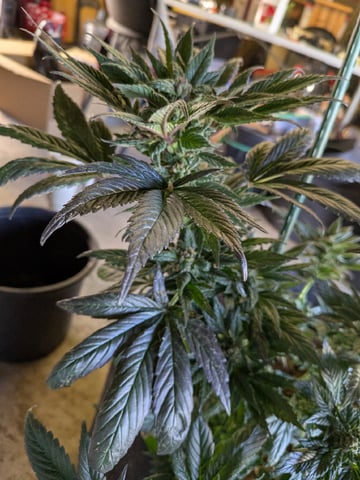 October Start — harvest, day 130