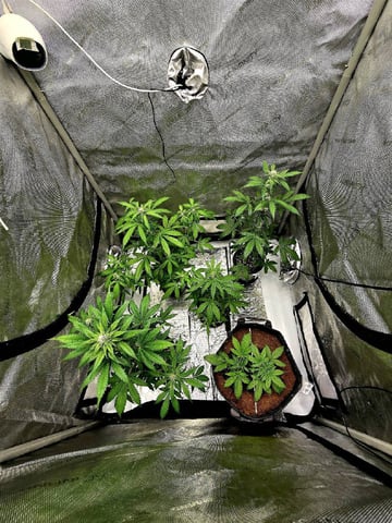 (4)autos  — flower, day 42