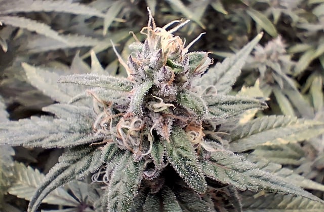 Round 2 — flower, day 60