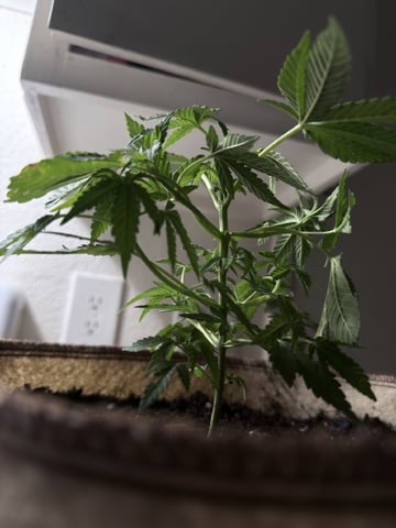 Bruce Banner ⛽️ — vegetative, day 55