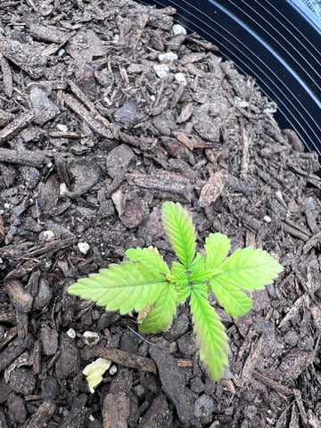 gorilla glue x sky walker  — seedling_rooting, day 30