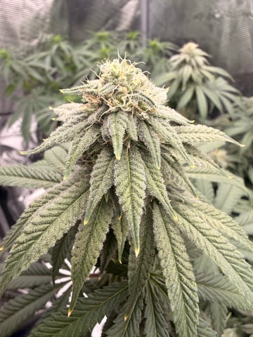 BloodMoon Gelato — flower, day 88