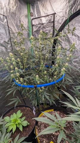 Mixed Grow — grow_setup, day 57