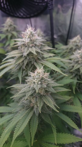 Closet grow  — flower, day 71