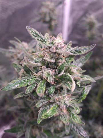 lil babies  — flower, day 54