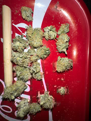 Pine (Auto) 2025 - 0