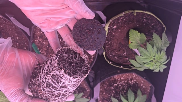 Super Silver Haze Fem Photo — vegetative, day 26