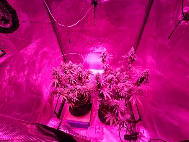 BLACKCHERRY SHERB — flower, day 72