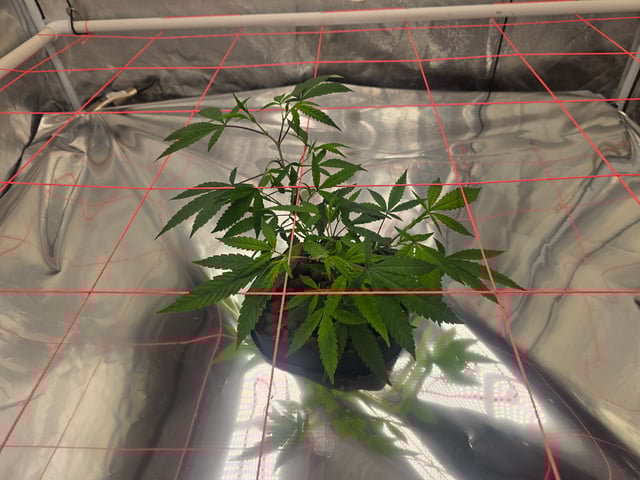 Platnium Jelly — vegetative, day 14