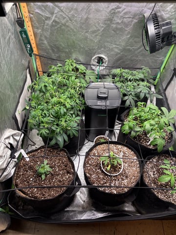 back to my roots.  — flower, day 50