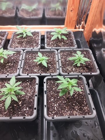 Critical Feminisiert Ganjafarmer  — vegetative, day 21