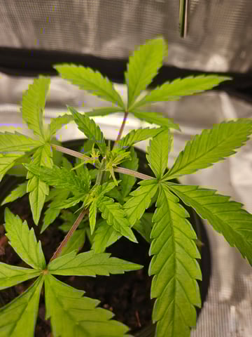 3 bears auto flower  — seedling_rooting, day 16