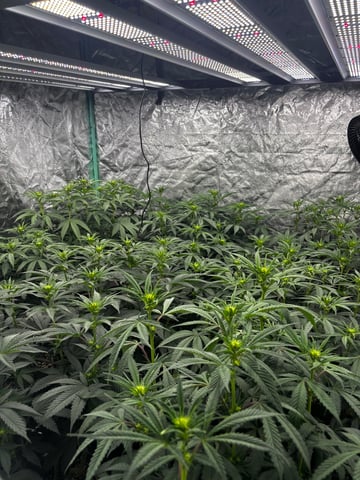 Pink Passion Fruit — flower, day 61