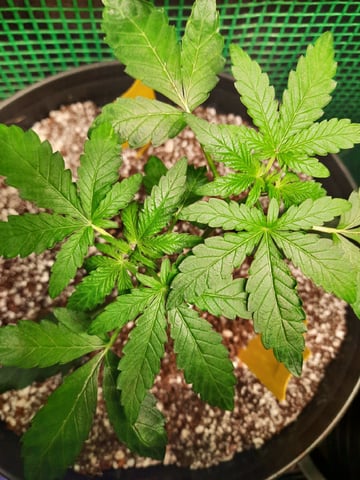 Blackberry kush — seedling_rooting, day 36