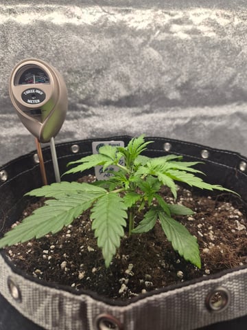 I'll get it right — vegetative, day 27