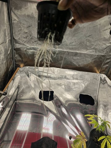 Dante's Inferno Rerun — vegetative, day 21