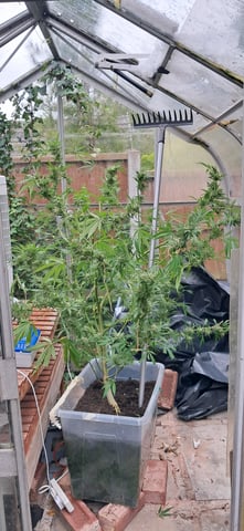 1st grow (green house)(natural) — flower, day 127