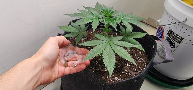 Orange cream pop and sour strawberry — vegetative, day 27