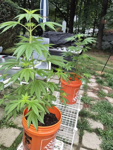 My First Grow — vegetative, day 57
