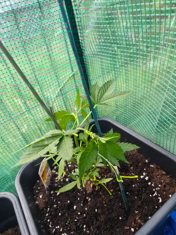 Auto maroc purple — auto, day 38