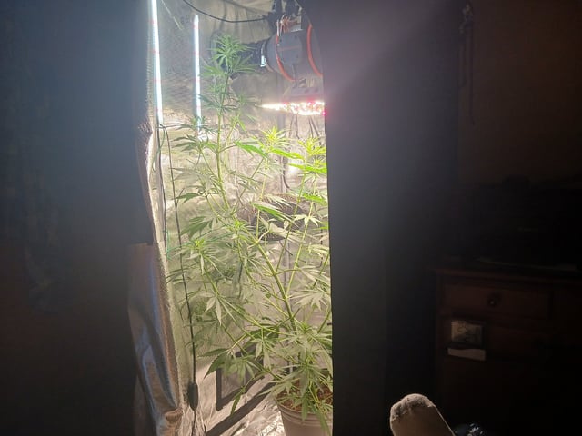 2nd Grow 2026  — flower, day 49