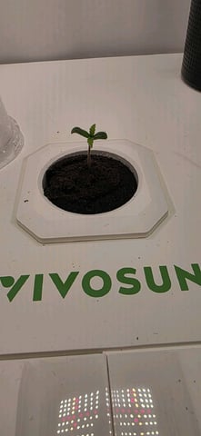 Vivosun Seed tent — seedling_rooting, day 8