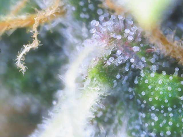 Purple Haze Auto — harvest, day 83