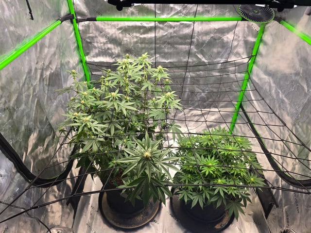 2nd grow round 2 — flower, day 64