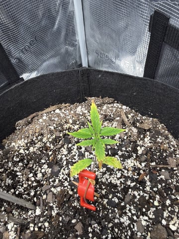Gorilla Cookies — 1st Grow — vegetative, day 27