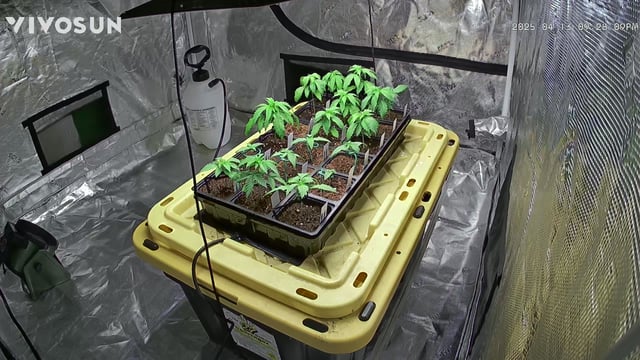 outdoor start/indoor 2025 — vegetative, day 27