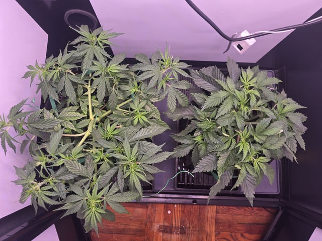 1st Auto Grow (LSD + BrB) - 1st indoor Grow — flower, day 29