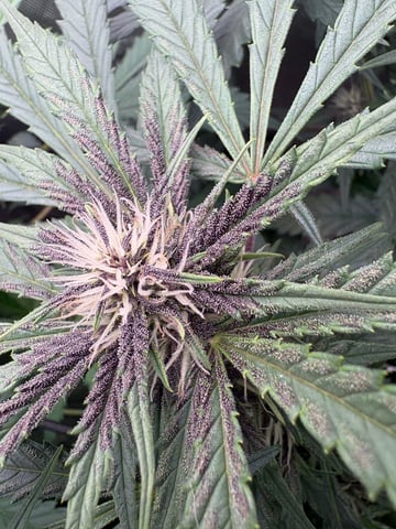 Purple Wedding Glue — flower, day 10