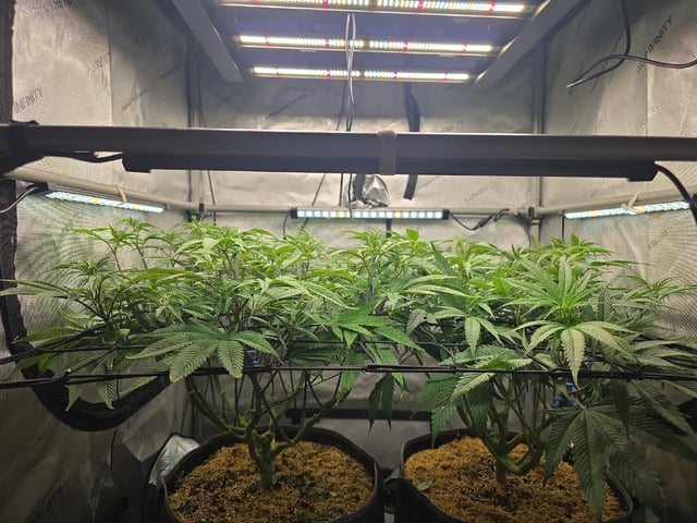 Strawberry Sugar  — flower, day 67