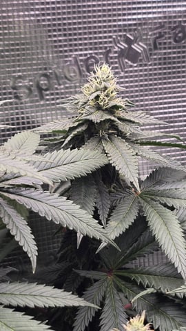 Purple Nasty By Ethos Seeds — flower, day 88