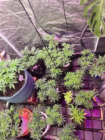 fruitstripe-x-breathworks VS Tropical cherry vs kush cake. vs og haze — vegetative, day 49