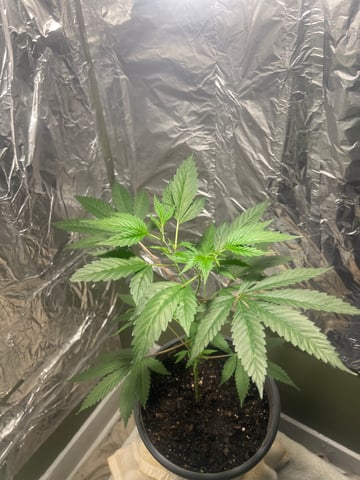 first grow — vegetative, day 1