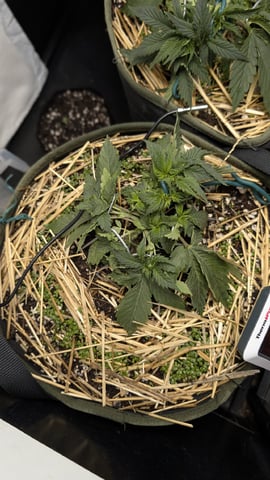 Double Smile And (Alien Vs Triangle X Strawberry Nuggets) — flower, day 27