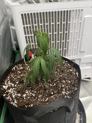 Late Season Start  — seedling_rooting, day 10
