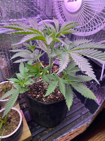 widows’ mimosa f1 — flower, day 37